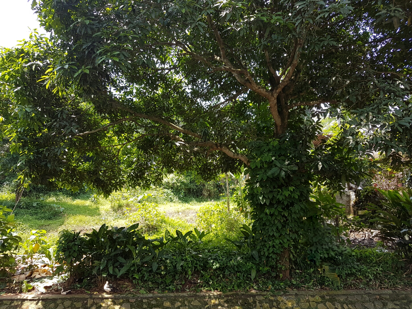 Listingan Jual Tanah Kencana Loka